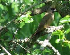 Colius striatus minor