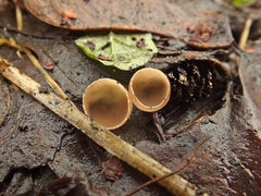 Ciboria amentacea