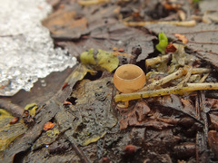 Ciboria amentacea