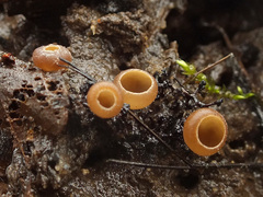 Ciboria amentacea