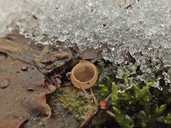 Ciboria amentacea