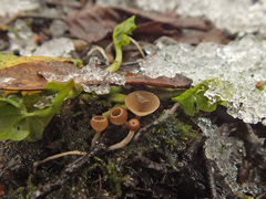 Ciboria amentacea
