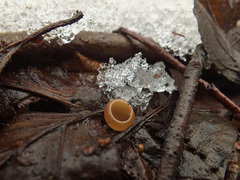 Ciboria amentacea