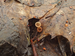 Ciboria amentacea