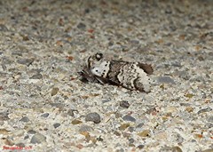 Furcula occidentalis