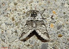 Furcula occidentalis