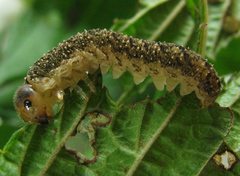 Tenthredo ferruginea
