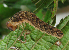 Tenthredo ferruginea