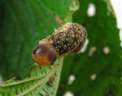 Tenthredo ferruginea
