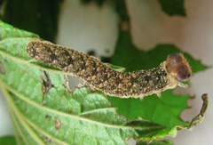 Tenthredo ferruginea