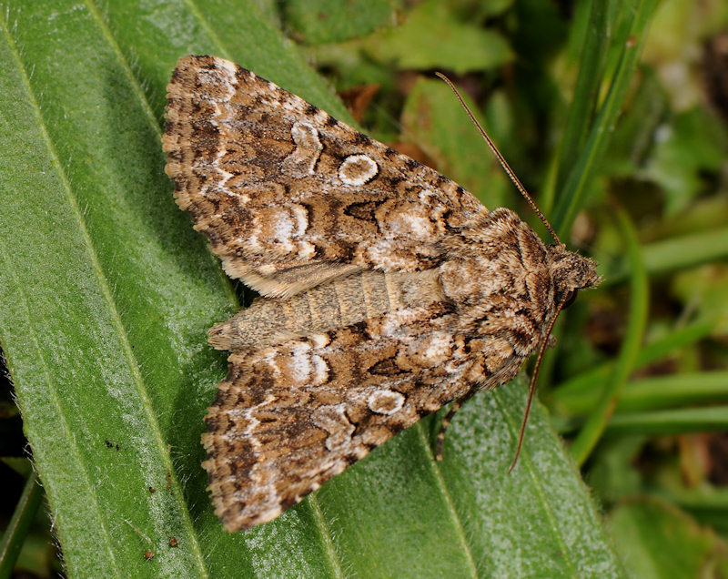 Hadena syriaca