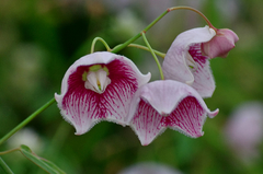 Oxystelma esculentum