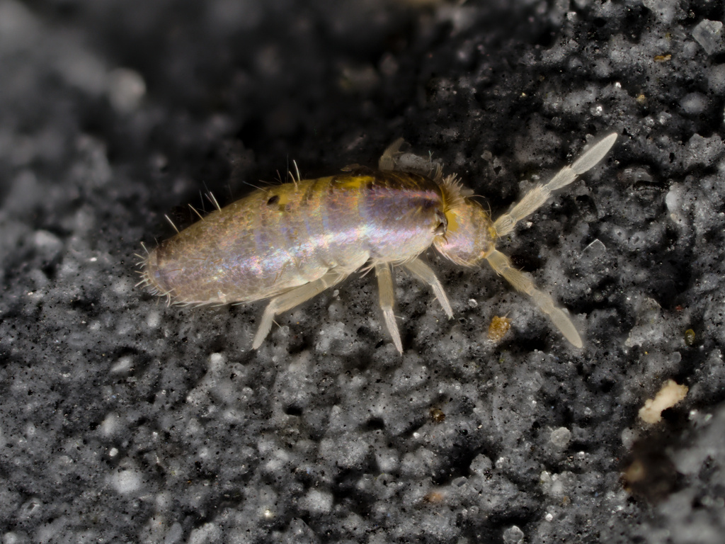 Pseudosinella folsomi