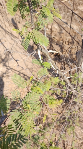 Image of Vachellia campeachiana by no rights reserved