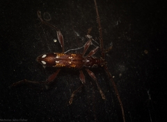 Coptocercus vicinus