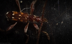 Coptocercus vicinus