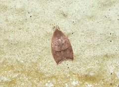 Scythropiodes