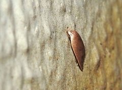 Scythropiodes