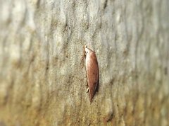 Scythropiodes