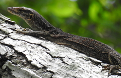 Varanus auffenbergi