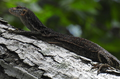 Varanus auffenbergi