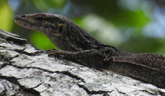 Varanus auffenbergi