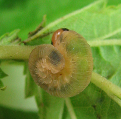 Empria pallimacula