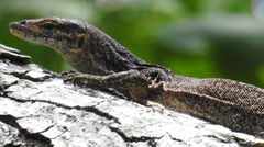Varanus auffenbergi