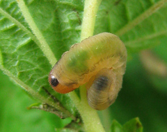 Empria pallimacula