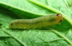 Empria pallimacula