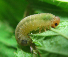 Empria pallimacula