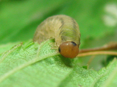 Empria pallimacula
