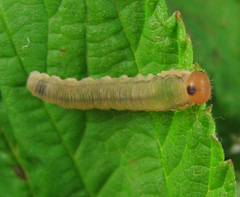 Empria pallimacula