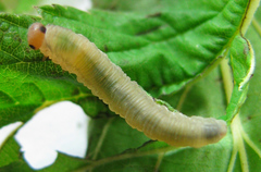 Empria pallimacula