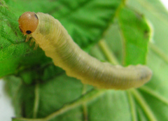 Empria pallimacula