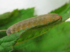 Empria pallimacula