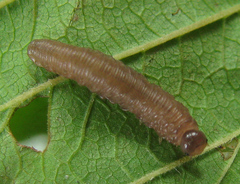 Empria pallimacula