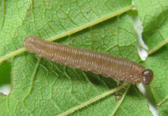 Empria pallimacula
