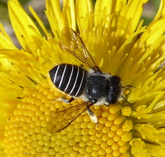 Immanthidium