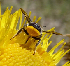 Immanthidium