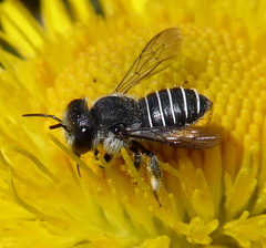 Immanthidium