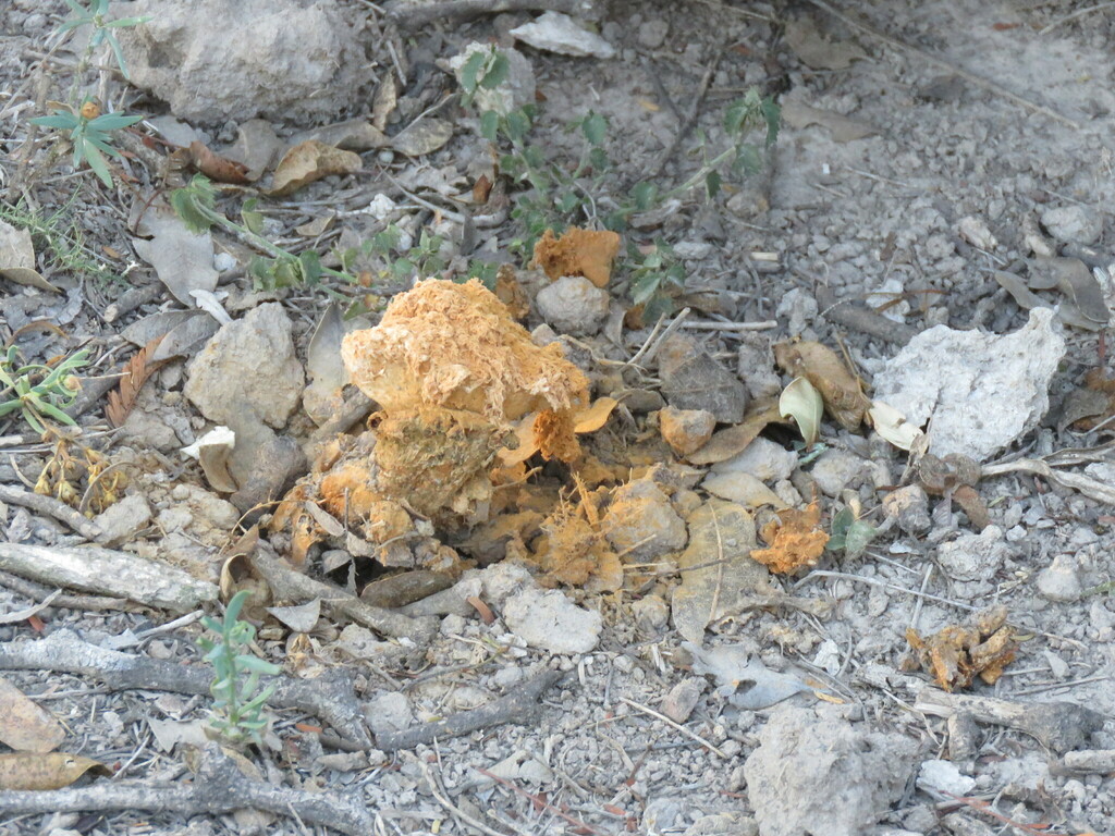 Battarrea phalloides · June 2023 · photo: © gonsaro (iNaturalist, cc-by)