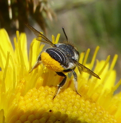Immanthidium
