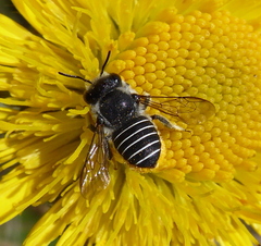 Immanthidium