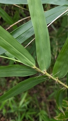 Bambusa pachinensis