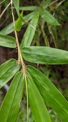 Bambusa pachinensis, photograph (c) 許文俊, some rights reserved (CC BY-SA)