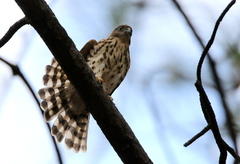 Accipiter minullus