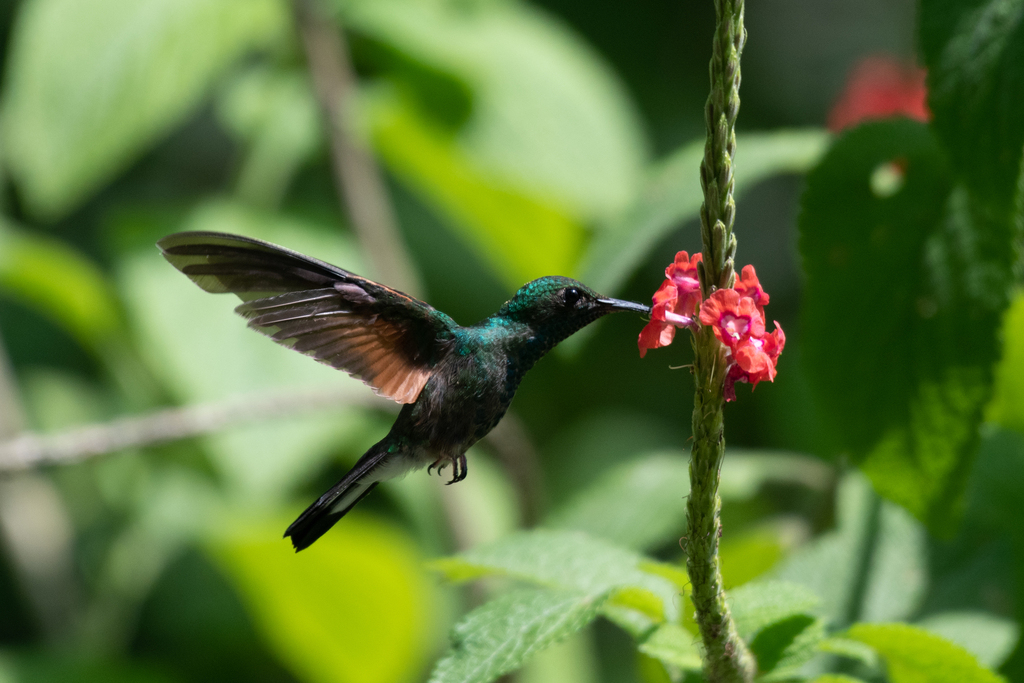 Stripe-tailed Hummingbird photo