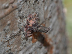 Striglocyrbasia meguae