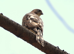 Accipiter minullus